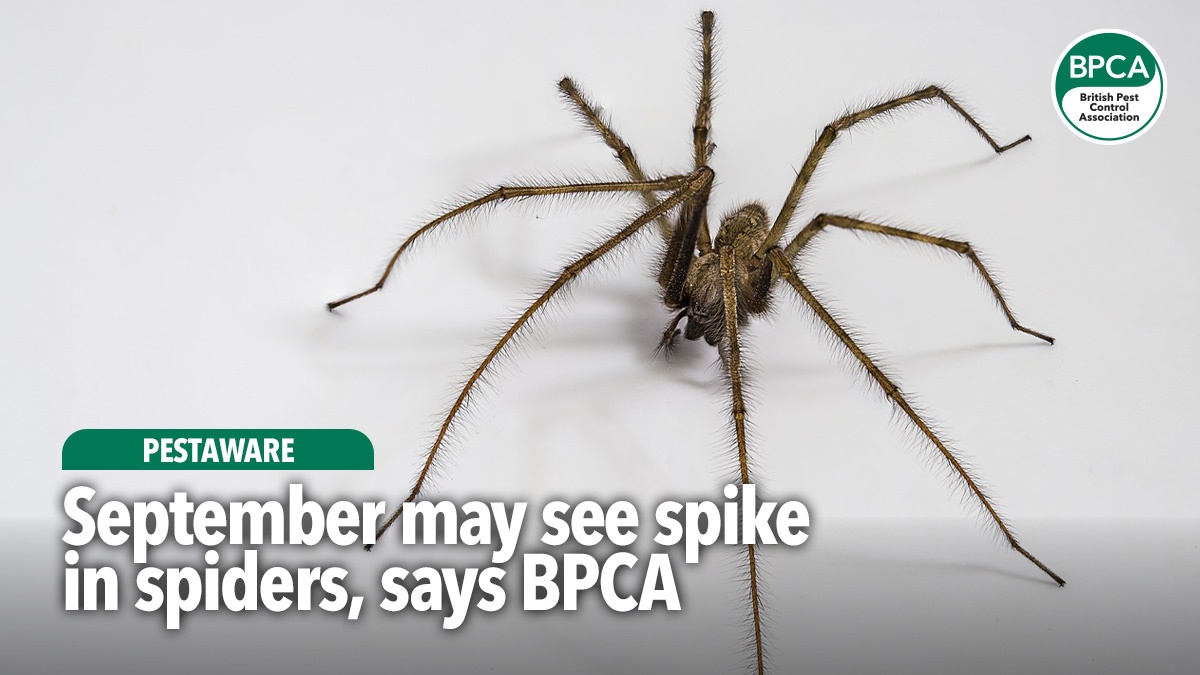 pestaware-spike-in-spiders-bpca-hero